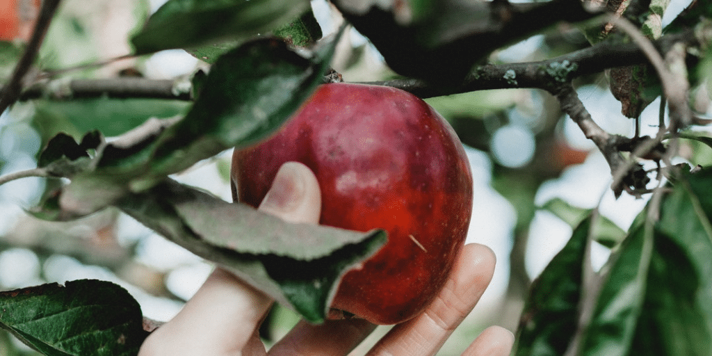 Apple Picking in Lehigh Valley