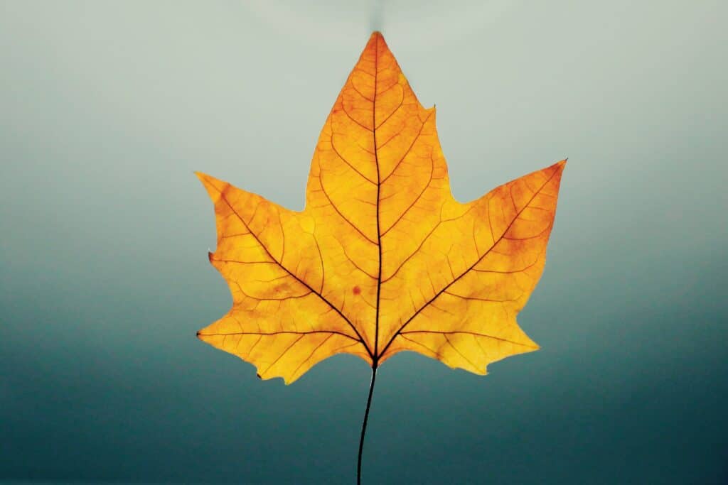 orange and yellow fall leaf