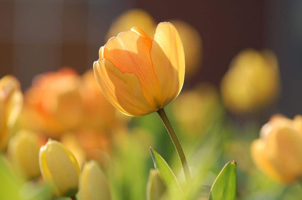 Spring Events in Lehigh Valley